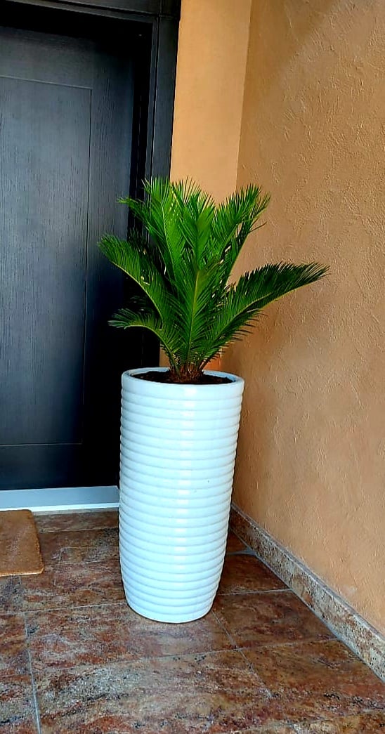 Green sago palm in tall white ribbed planter by entrance on tiled floor