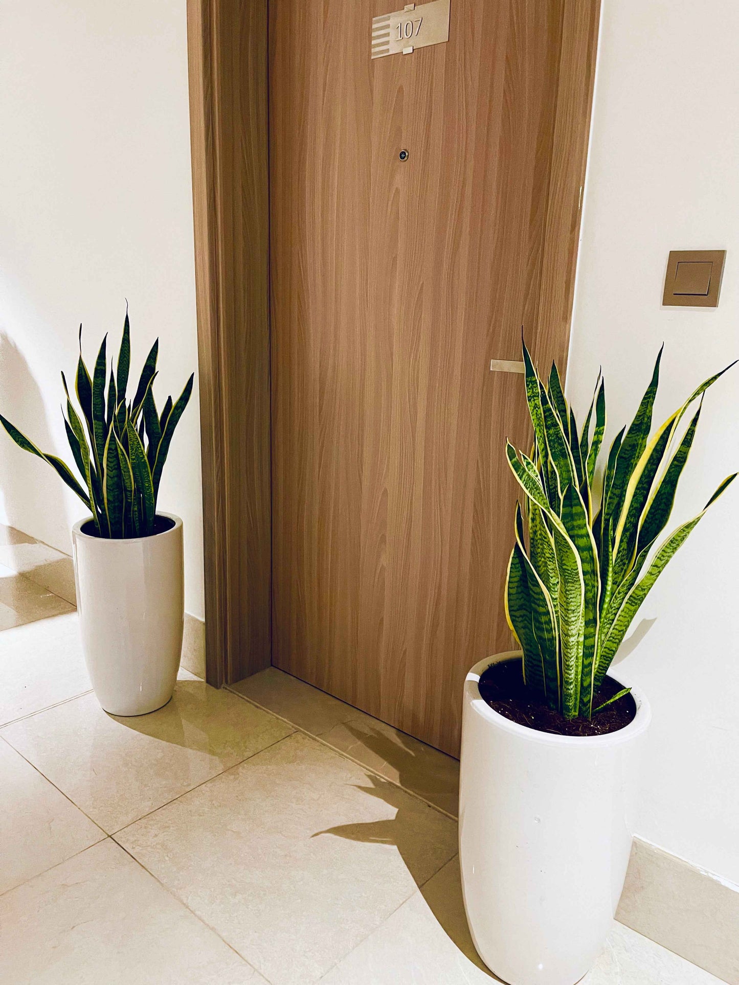 POTTED Combo: 2pcs LARGE Sansevieria/Snake Plant-Ceramic Pot