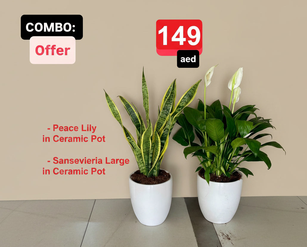 2pcs Combo: Potted Peace lily Plant & Sansevieria Plant- Ceramic Pots