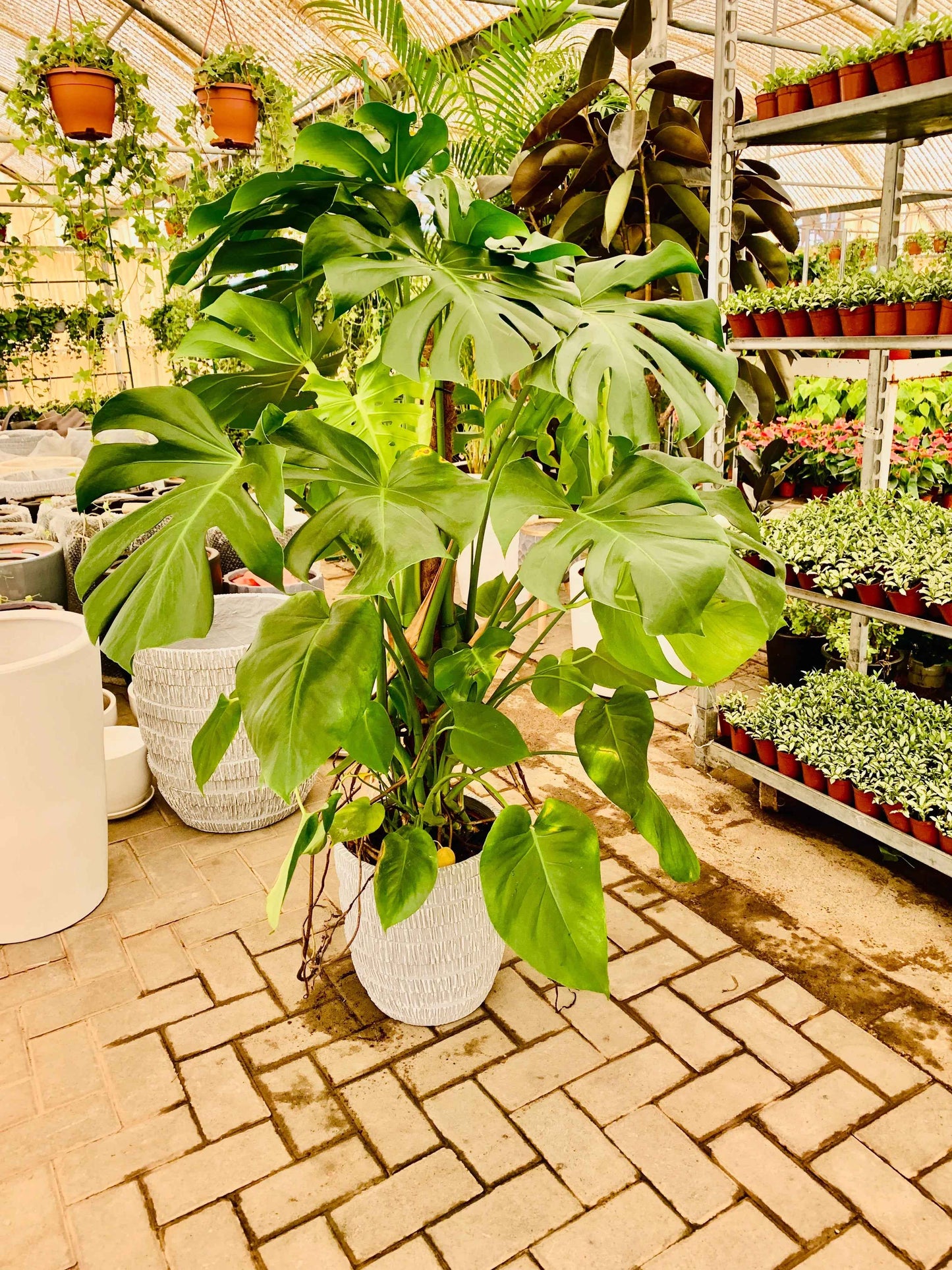 Monstera Deliciosa / Swiss cheese Plant Ceriman, Swiss Cheese Plant, Monstera, Mexican Breadfruit, Delicious Monster, Split-leaf philodendron