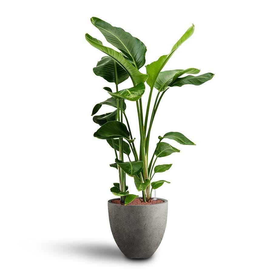 Bird of Paradise Strelitzia Nicolai - 1.1mtr-1.2mtr