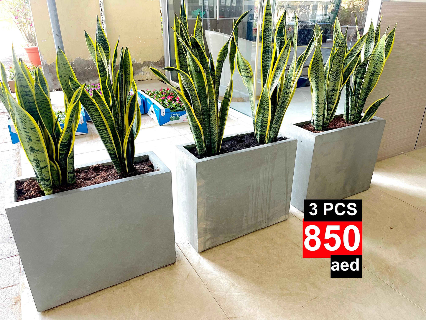 COMBO Potted Snake Plant Large in Fiber-Pot | Overall 1mtr size