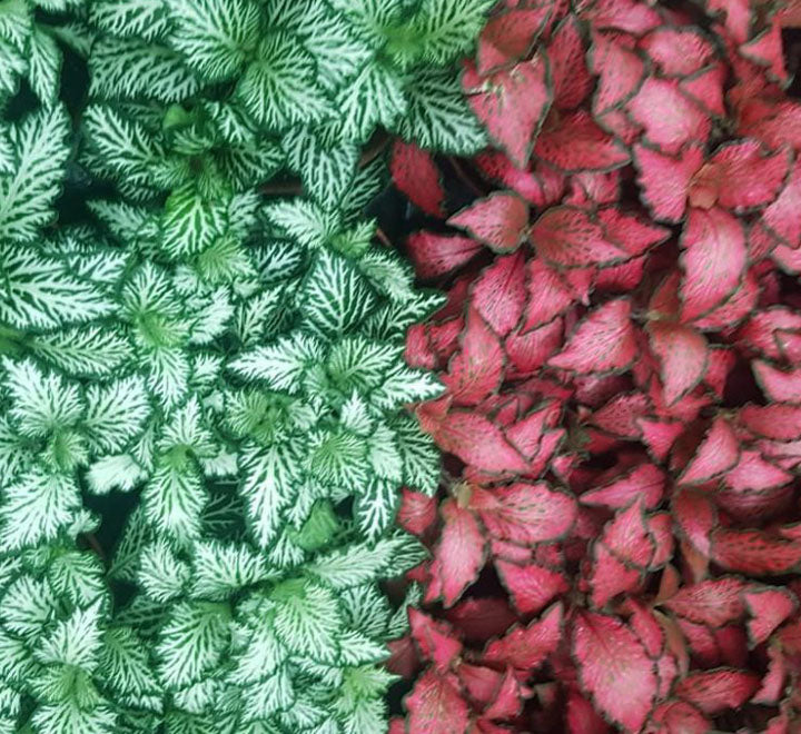 Green and red fittonia nerve plants with vibrant veined leaves