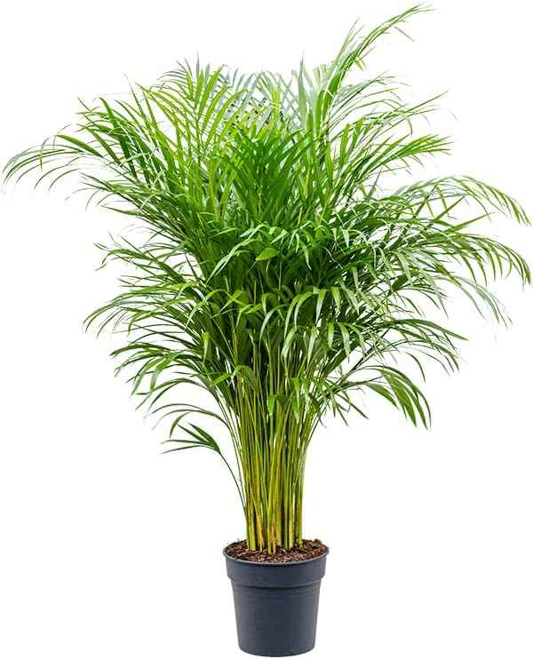 areca palm 150cm Areca Palm Indoor 150cm-160cm | Indoor Plant