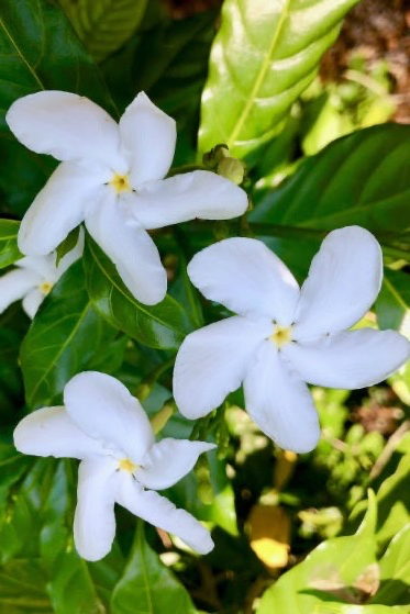 Snowflake 60-80cm | Outdoor plant | Wrightia Antidysenterica | Best Online Plant Shop | PlantMartUAE.com