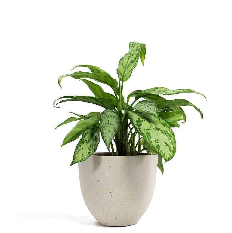 Aglaonema Silver Queen 30cm-40cm