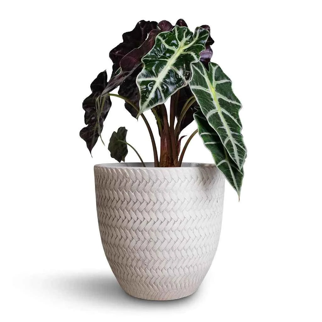 Alocasia Amazonica Polly Indoor Plant 30cm-35cm - Elephant Ear Houseplant