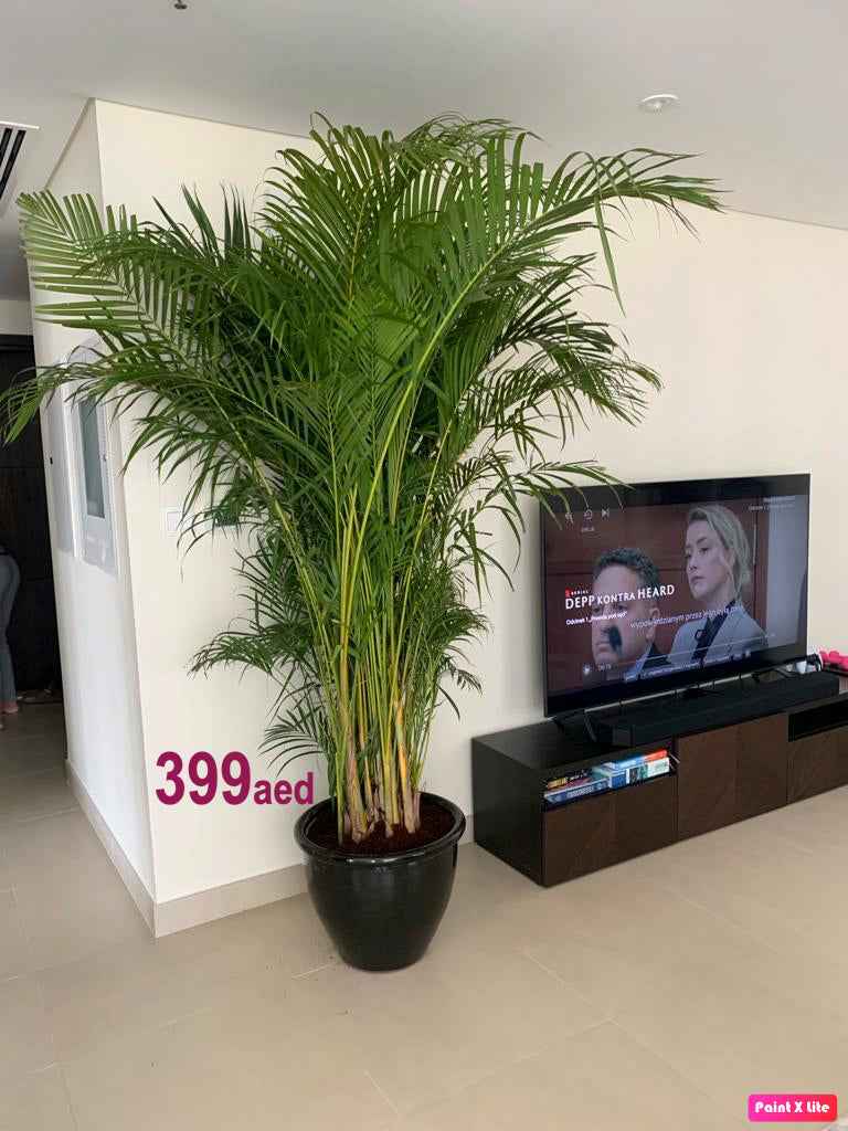 Areca Palm XXL in CERAMIC Pot (2.1mtr-2.3mtr)