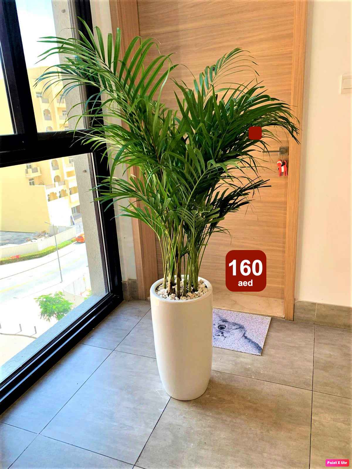 Potted Areca Palm Indoor Plant in Ceramic Pot (150cm-160cm)