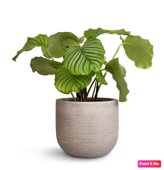 Calathea Orbifolia 30cm - 40cm