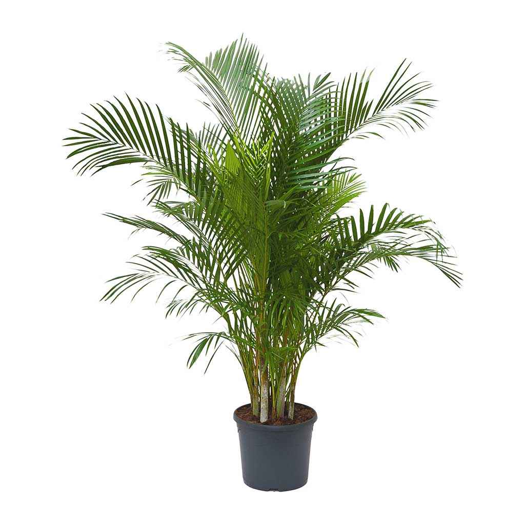 Areca Palm XL 2mtr-2.2mtr indoor plant