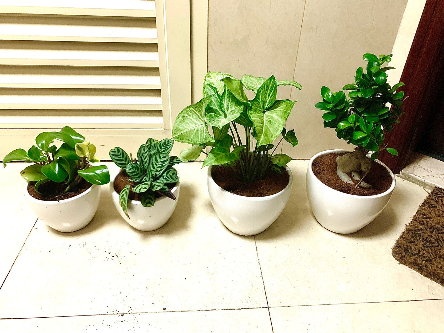 Four indoor houseplants in white ceramic pots, arranged on a tiled floor