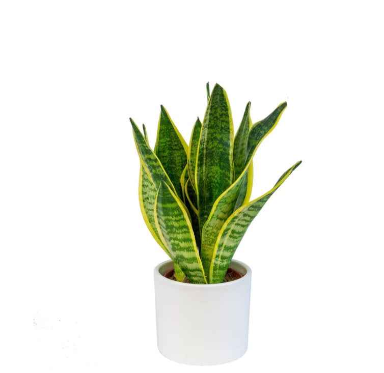 Snake Plant Mini 20cm-25cm - Sansevieria Indoor Plant for Home Décor