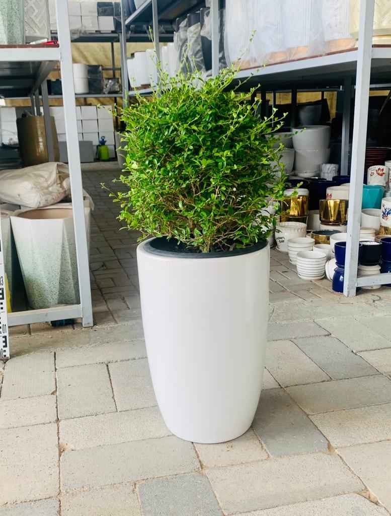POTTED Ehretia Ball in CERAMIC Pot - Ehretia Microphylla| Shaped Outdoor Plants | overall 90cm / Single