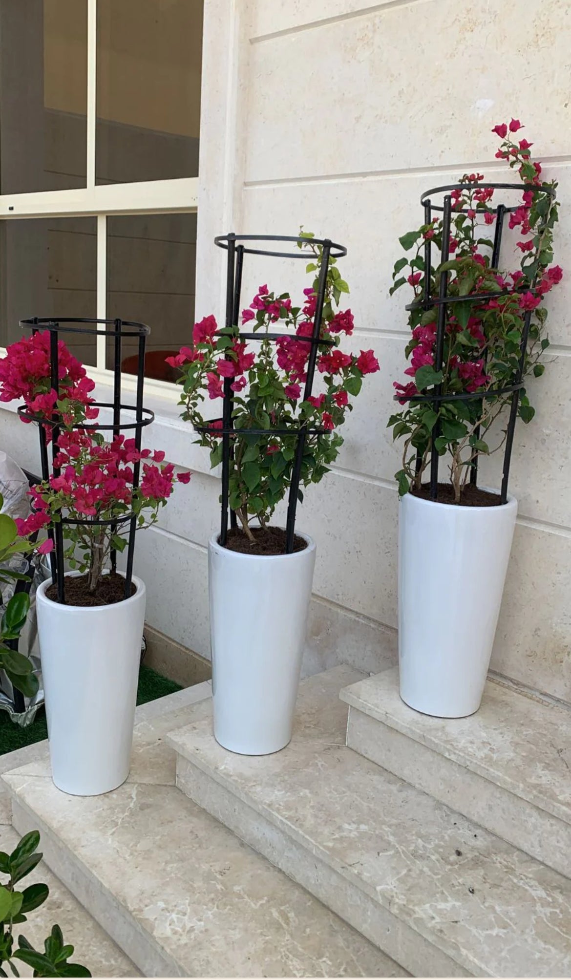 Pink bougainvillea plants in tall white pots on outdoor marble steps