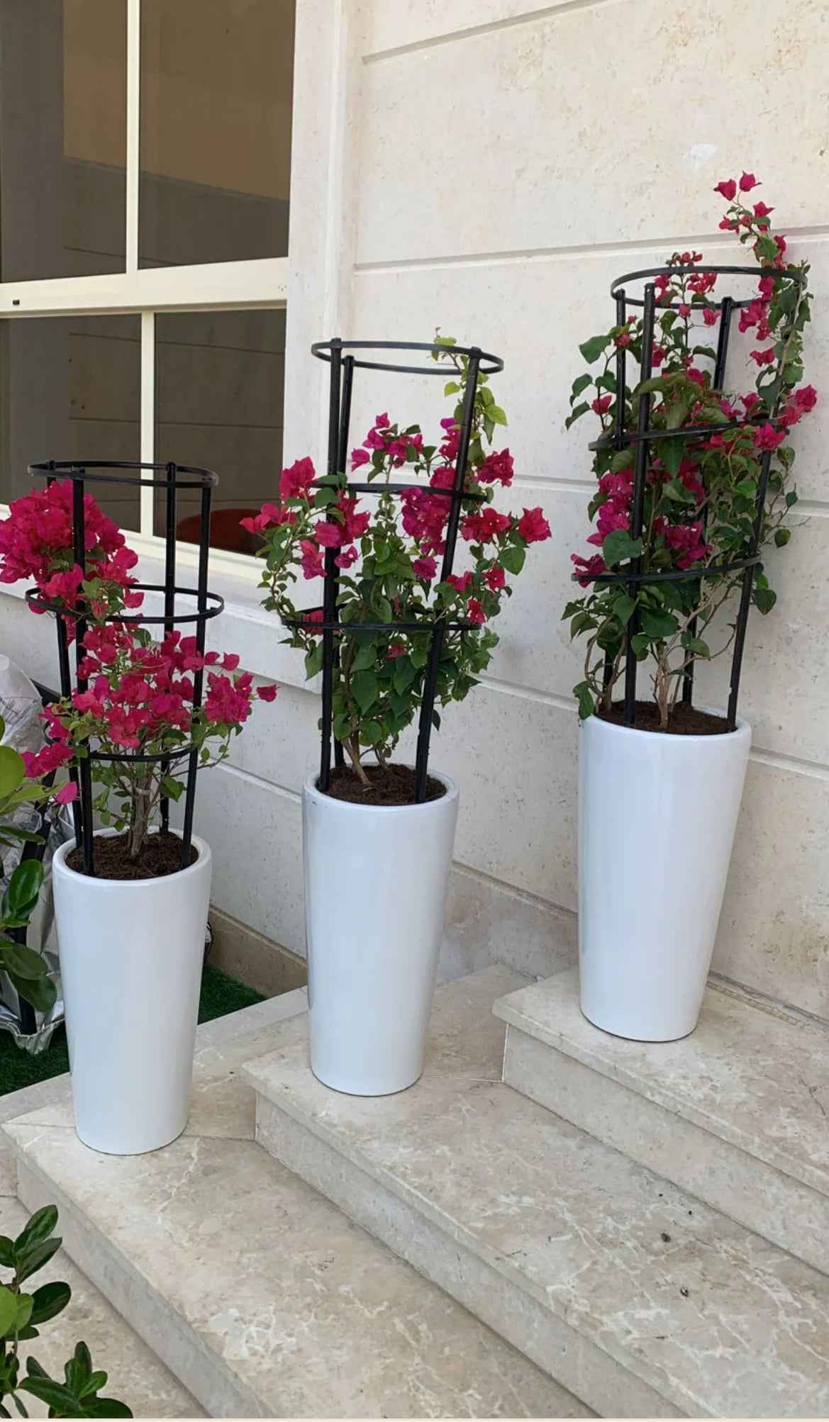 Bundle Pack: 3pcs in Ceramic Pots