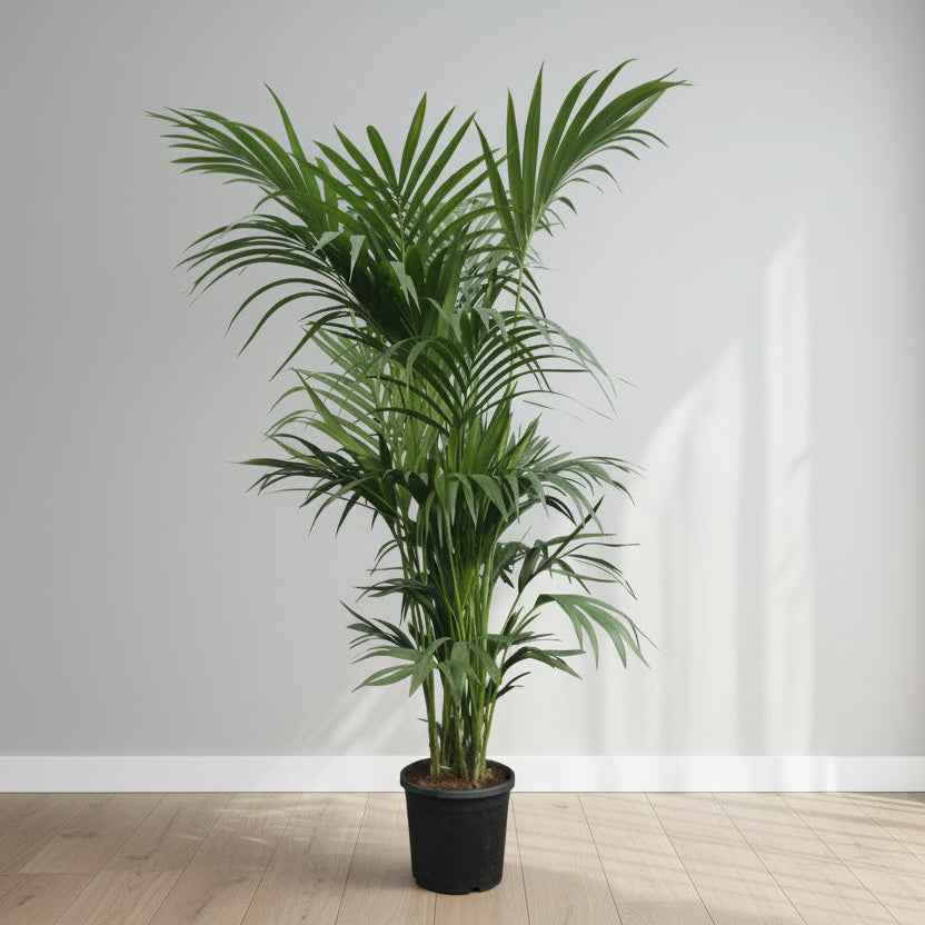 Giant Kentia Palm Holland