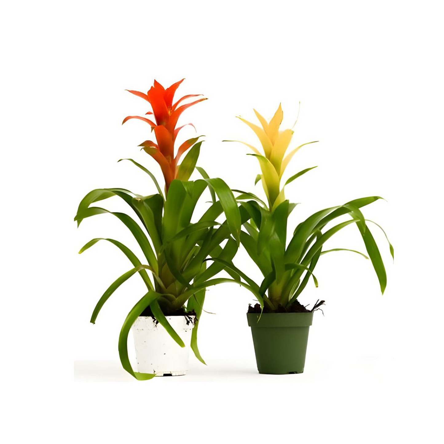 Two Guzmania houseplants in pots with vibrant red and yellow flowers, green leaves