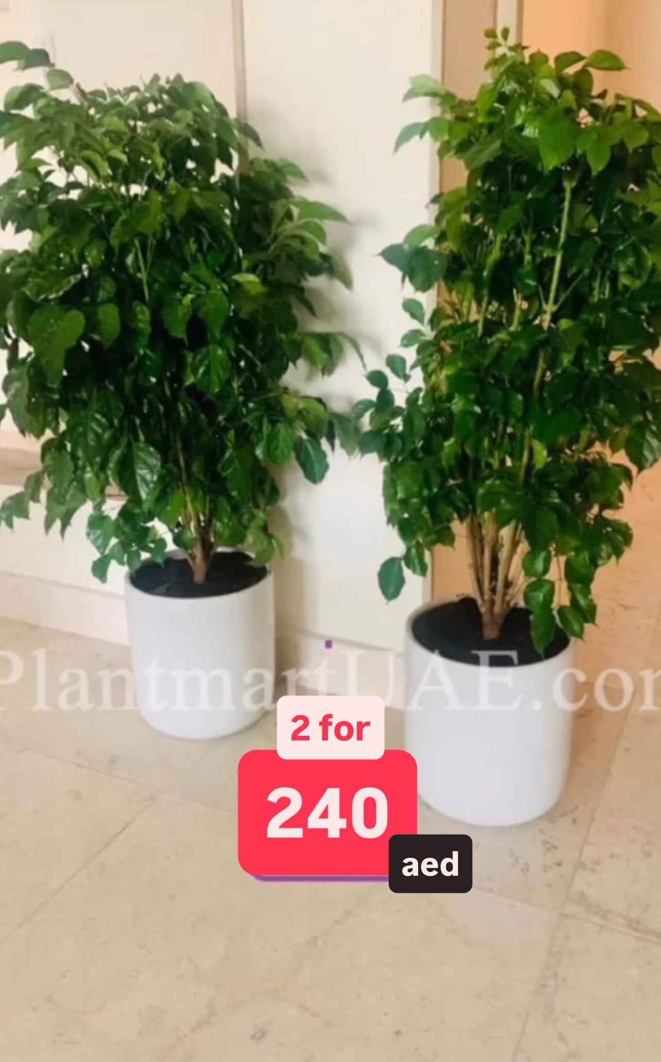 Potted Combo: China Doll in Ceramic pot. 240dhs