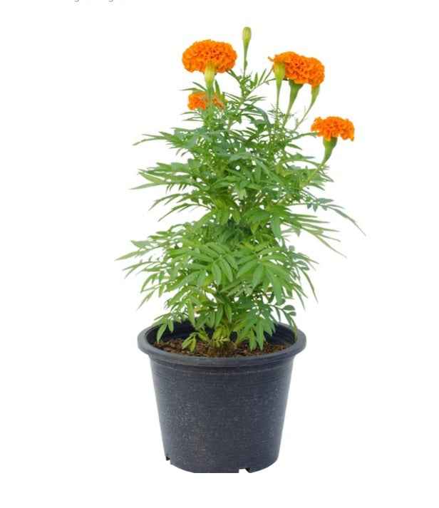 Marigold “Tagetes” 10cm - 15cm