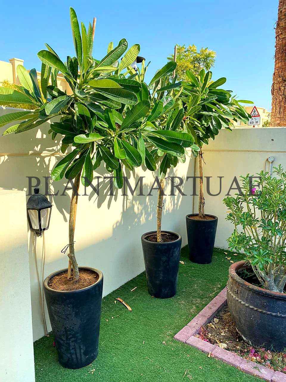 POTTED COMBO Offer: 3 Frangipani in Ceramic Pots | Plumeria