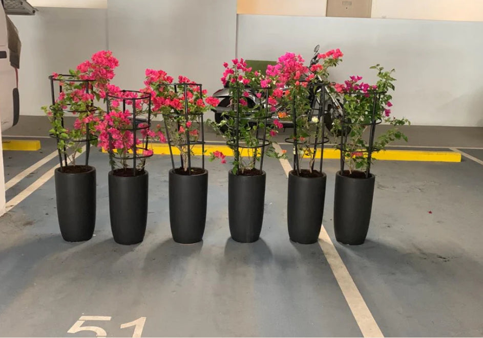 Six bougainvillea plants with pink flowers in tall black ceramic pots, indoor setting