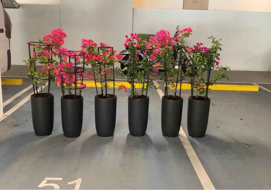 POTTED Bundle: 6 Bougainvillea in Ceramic Pots / Outdoor Plants