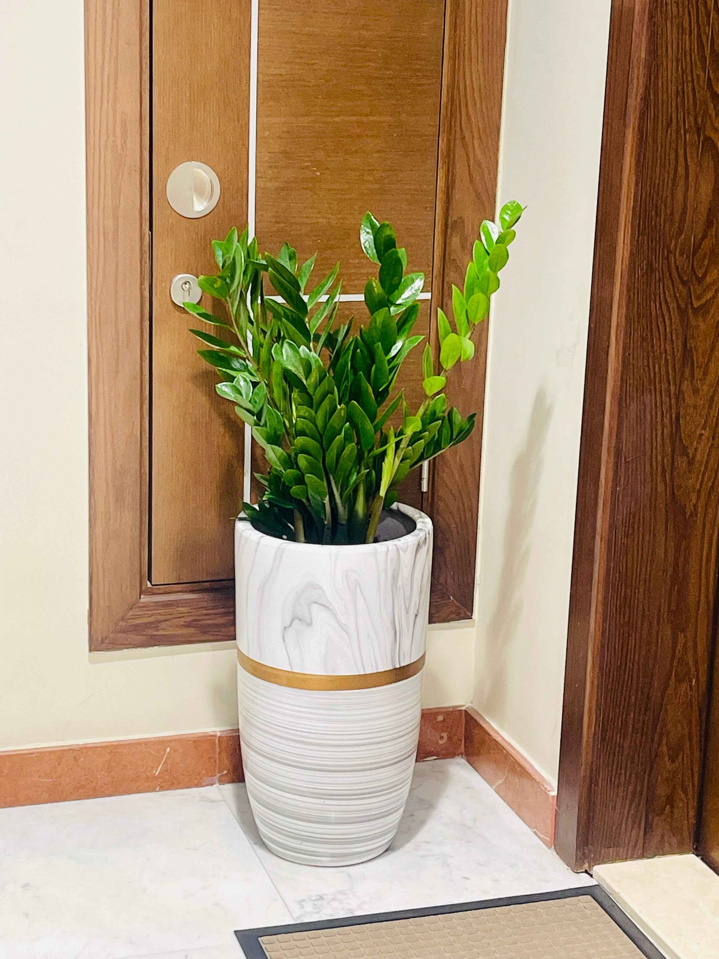 POTTED ZZ Plant | Zamioculcas Zamiifolia - CERAMIC POT