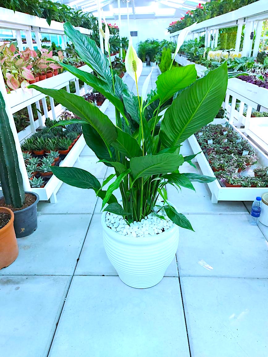Large peace lily in white ceramic pot with white stones, displayed in a bright greenhouse.