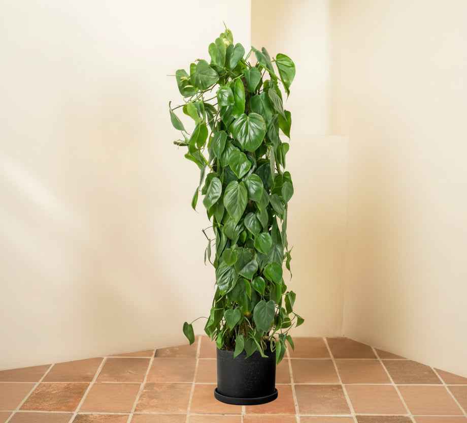 Philodendron Brasil Tall 1.5 mtr - 1.6 mtr