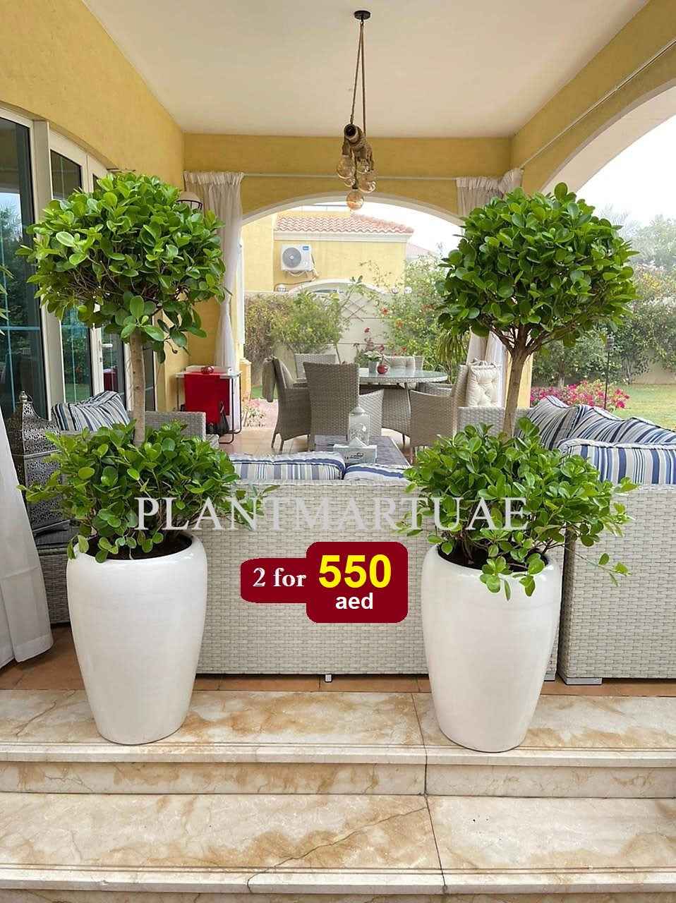 Potted Ficus Panda Plants 2 Head/Tier Ceramic Pot (L) - Outdoor Plant Set of 2