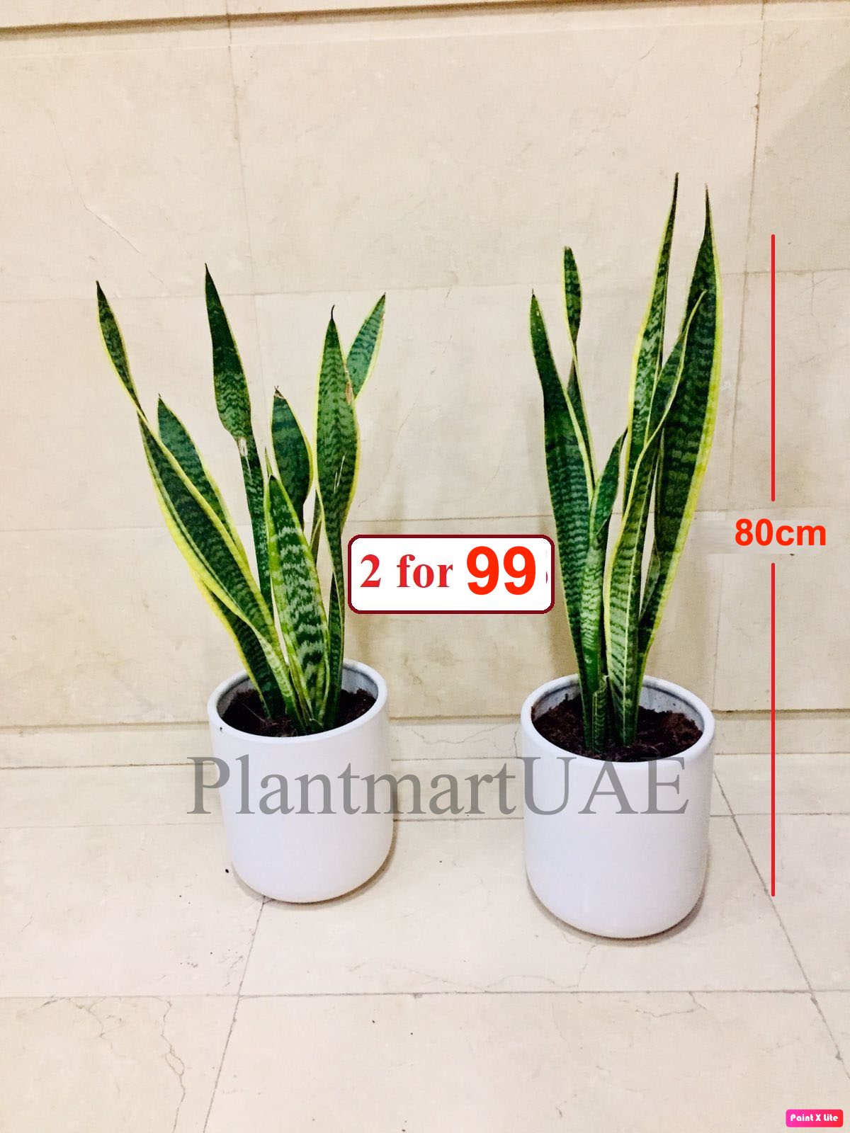 Potted Sansevieria Indoor Plant | 2pcs 80cm Snake Plant in Ceramic Pot
