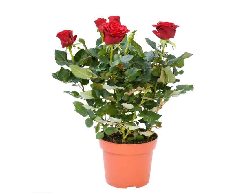 Rose Pakistan Outdoor / Rosa