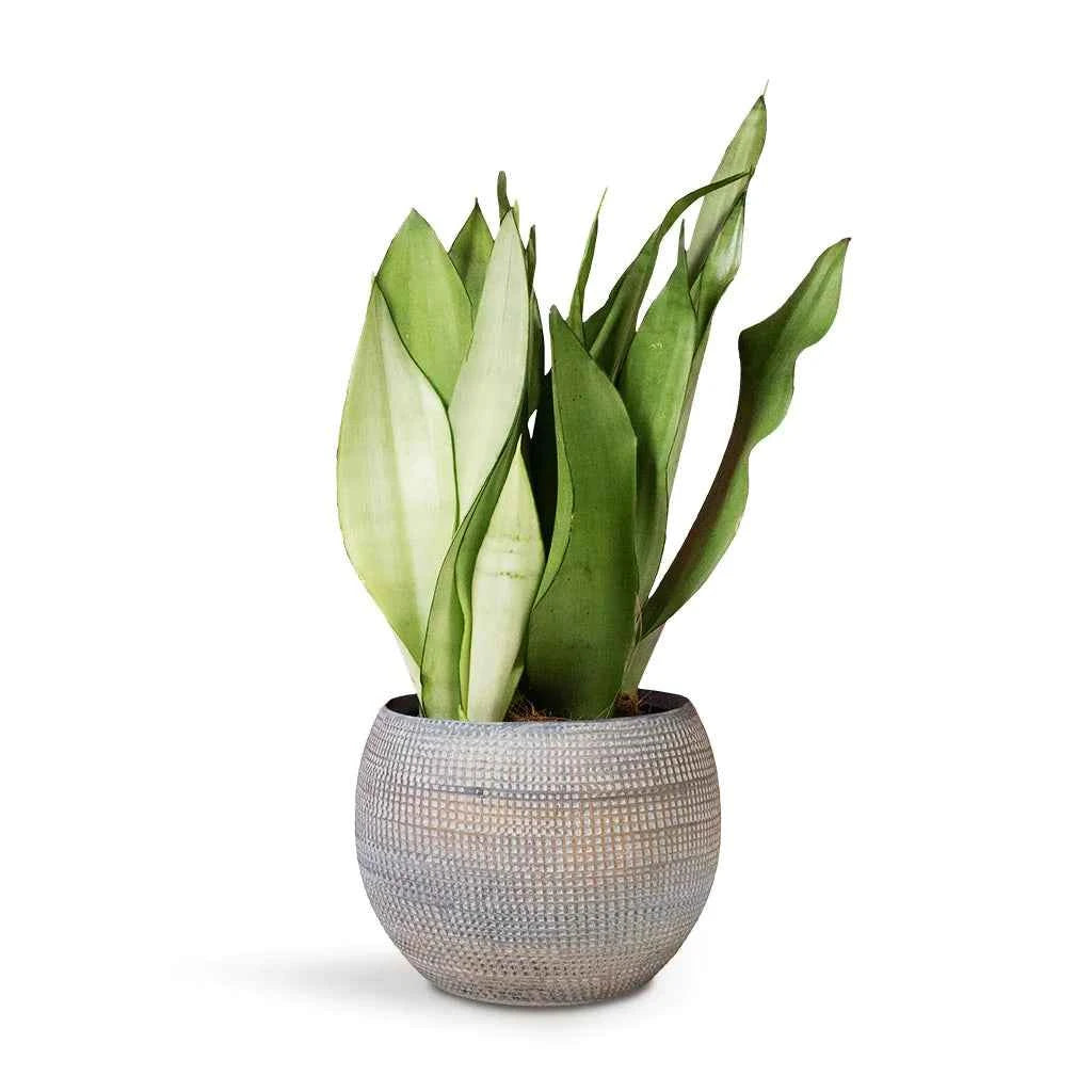 Sansevieria Trifasciata Moonshine - Snake Plant