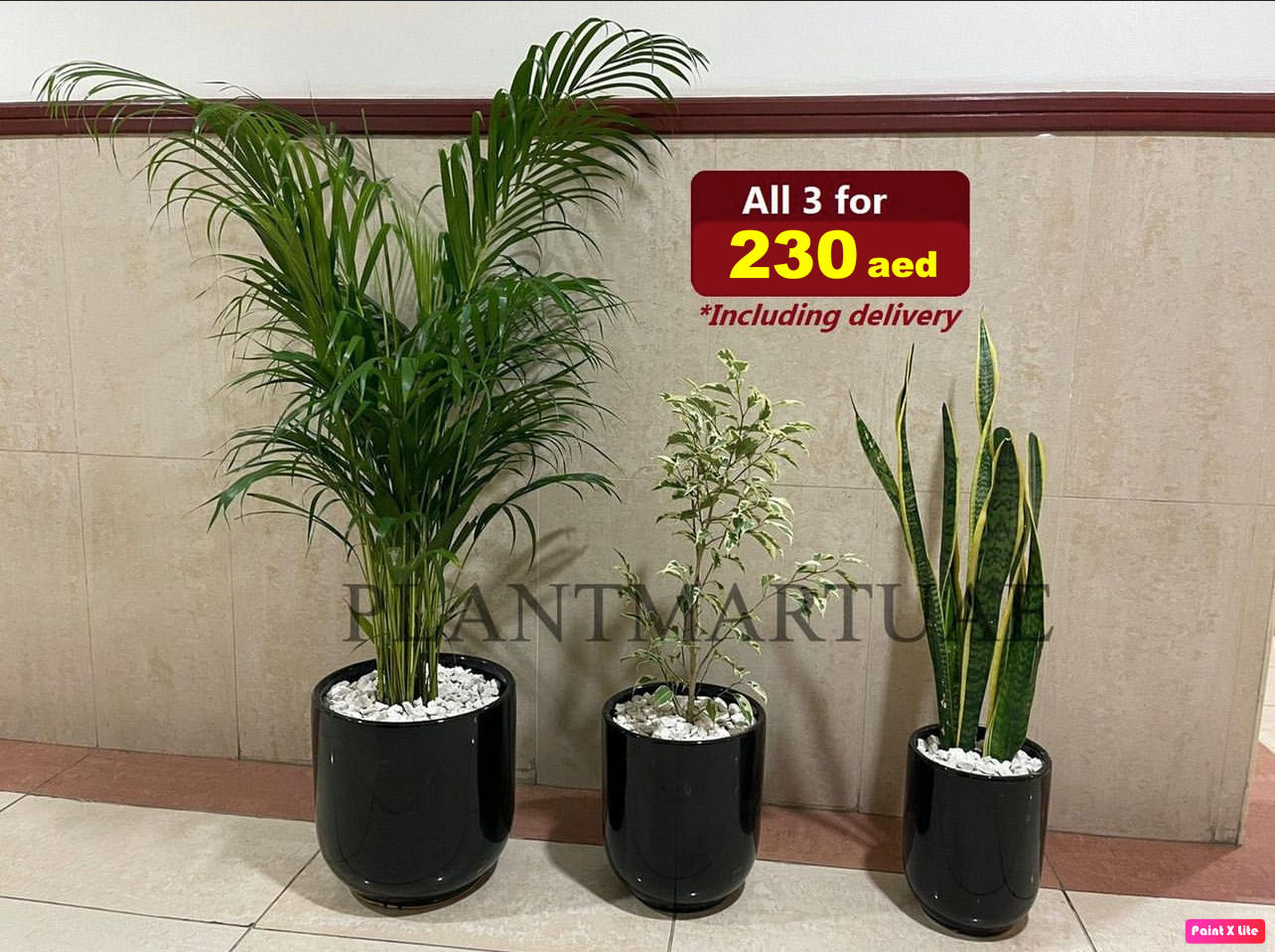 Set of three indoor potted plants in black ceramic pots on tiled floor, decorative houseplants