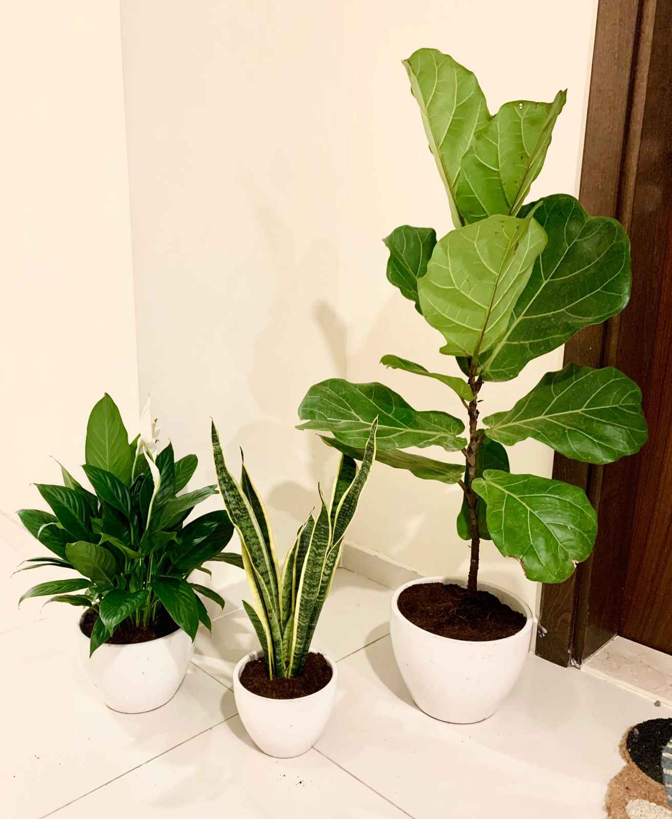POTTED Combo: 150aed 3 Indoor Plants in Ceramic Pots