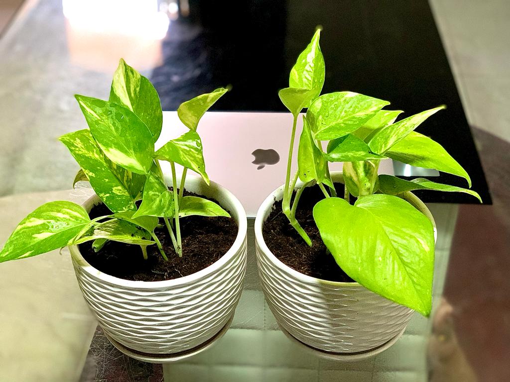Two potted money plants with green leaves in white pots on a glass table indoors