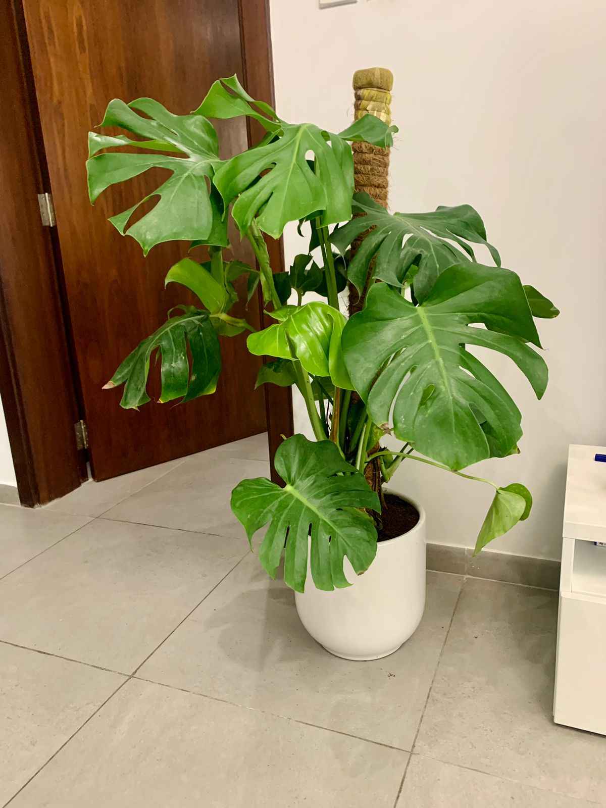 Monstera Deliciosa / Swiss cheese Plant Ceriman, Swiss Cheese Plant, Monstera, Mexican Breadfruit, Delicious Monster, Split-leaf philodendron