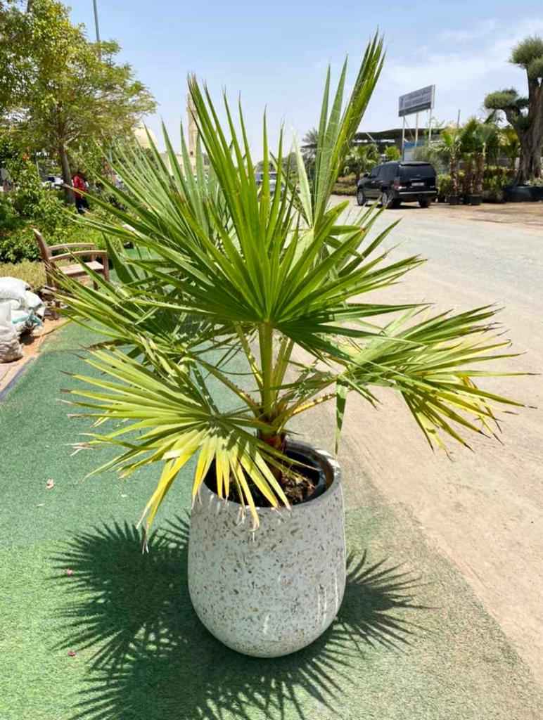 Washingtonia Large in CERAMIC Pot