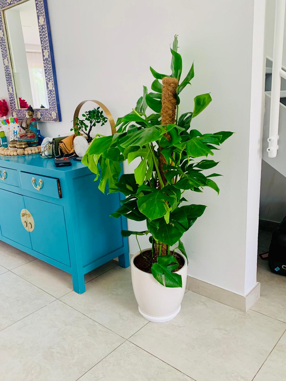 Indoor monstera plant in white pot beside blue cabinet and wall decor