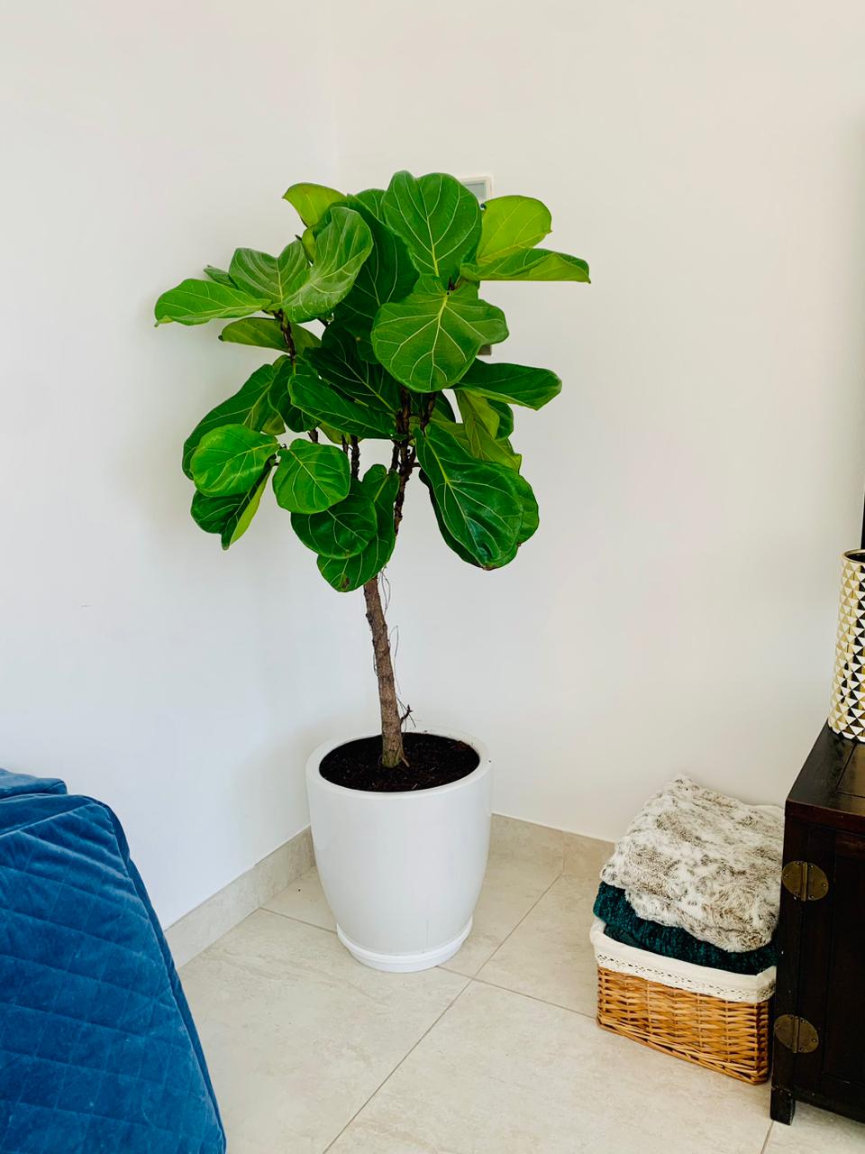 Fiddle leaf fig indoor plant in white pot beside a basket with blankets in cozy living room corner