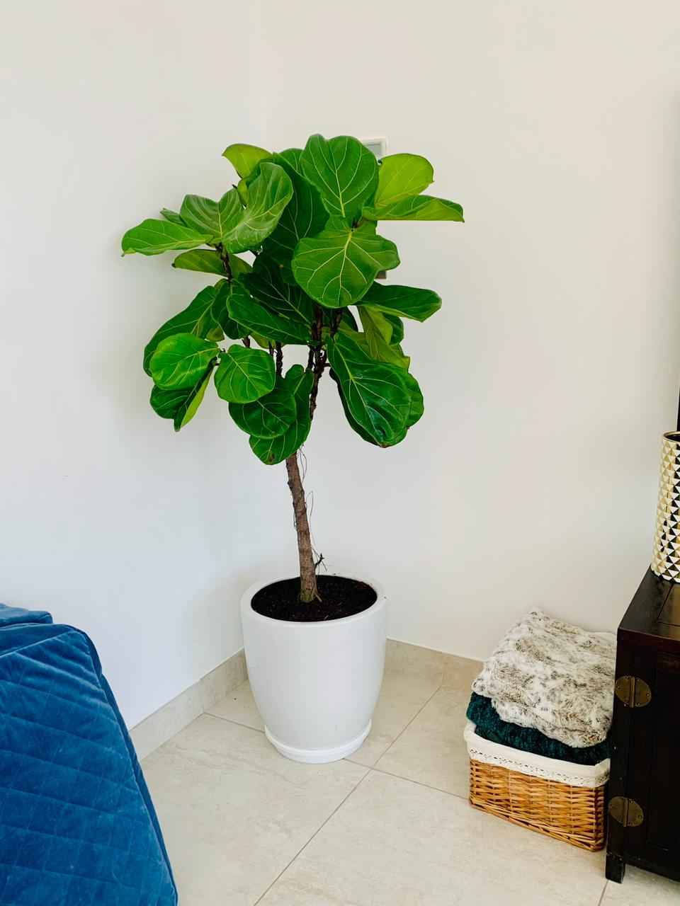 POTTED Fiddle Lyrata | 1.6mtr | in Ceramic pot | Fiddle Leaf | Indoor Plant | PlantMartUAE.com