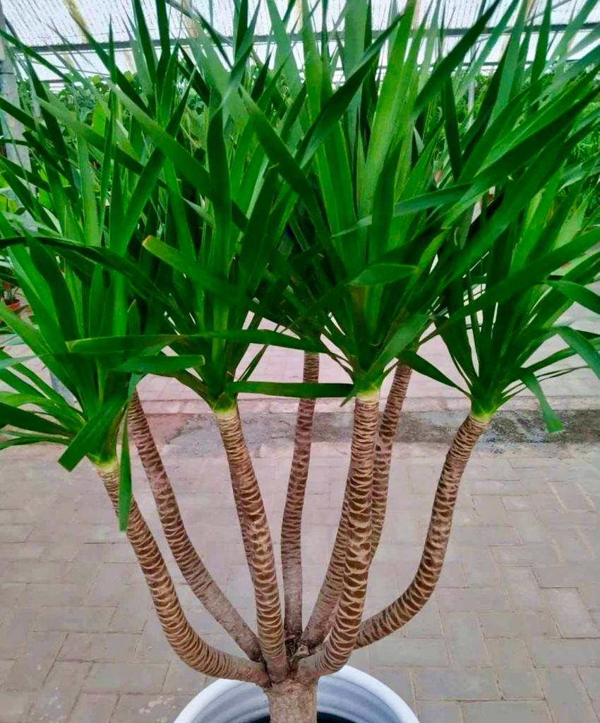 Healthy indoor Dracaena plant with long green leaves in a white pot, greenhouse setting