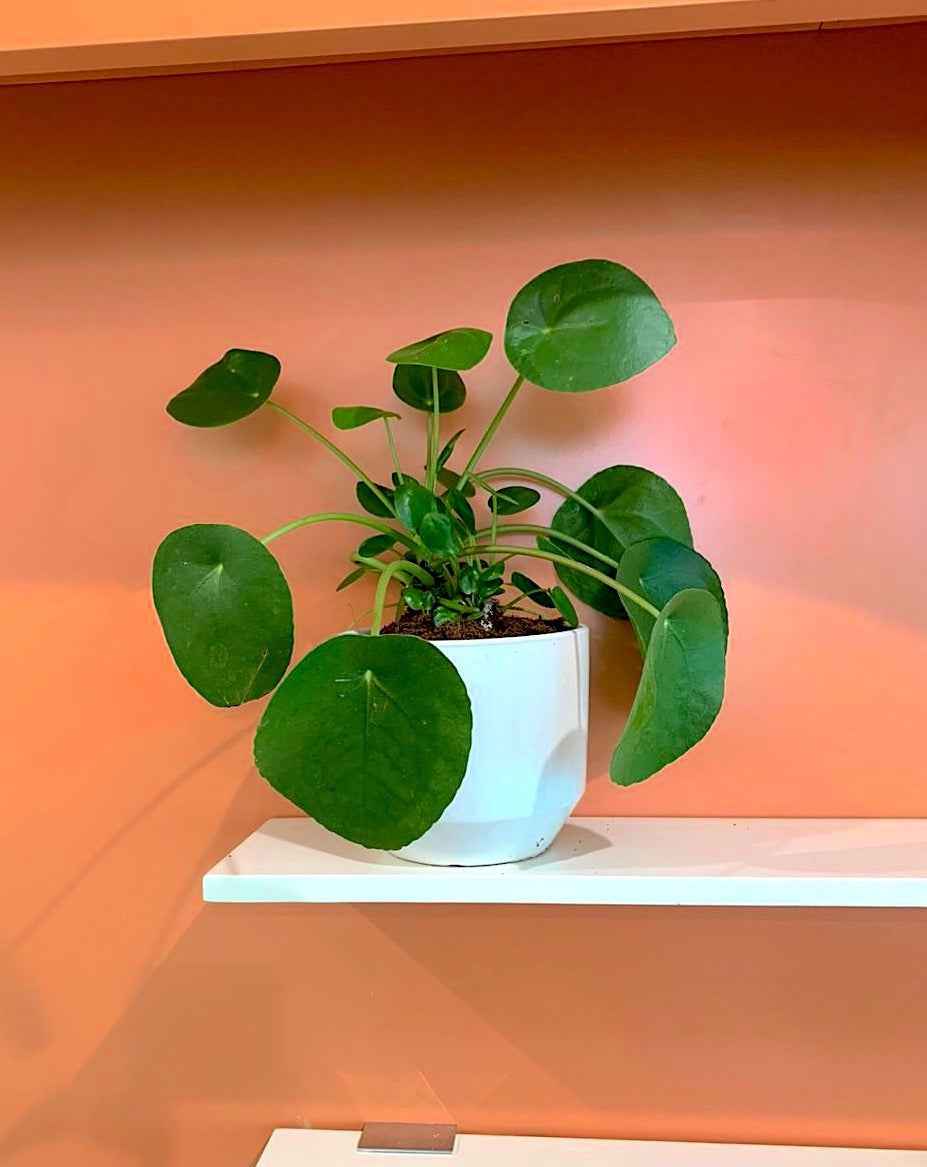 Pilea Peperomioides (Chinese Money Plant) - White Ceramic Pot