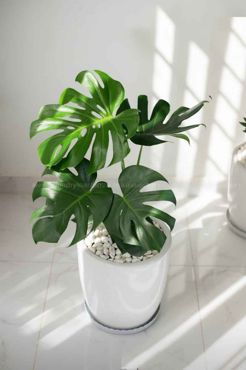 Monstera HOLLAND 80cm | White Ceramic Pot