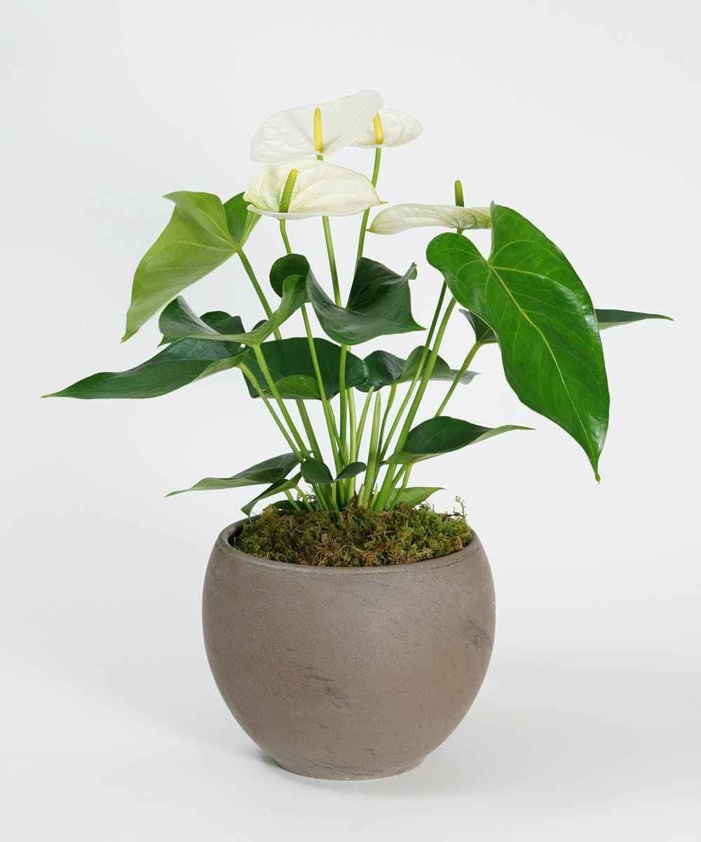 White Anthurium 30cm-35cm