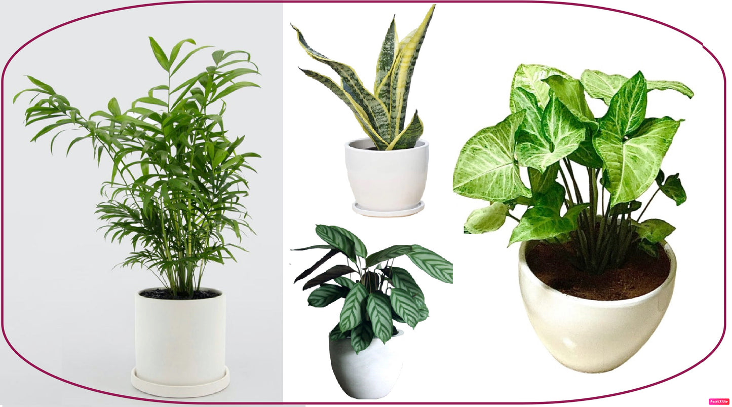 Indoor plant collection with potted palm, snake plant, and leafy houseplants in white pots