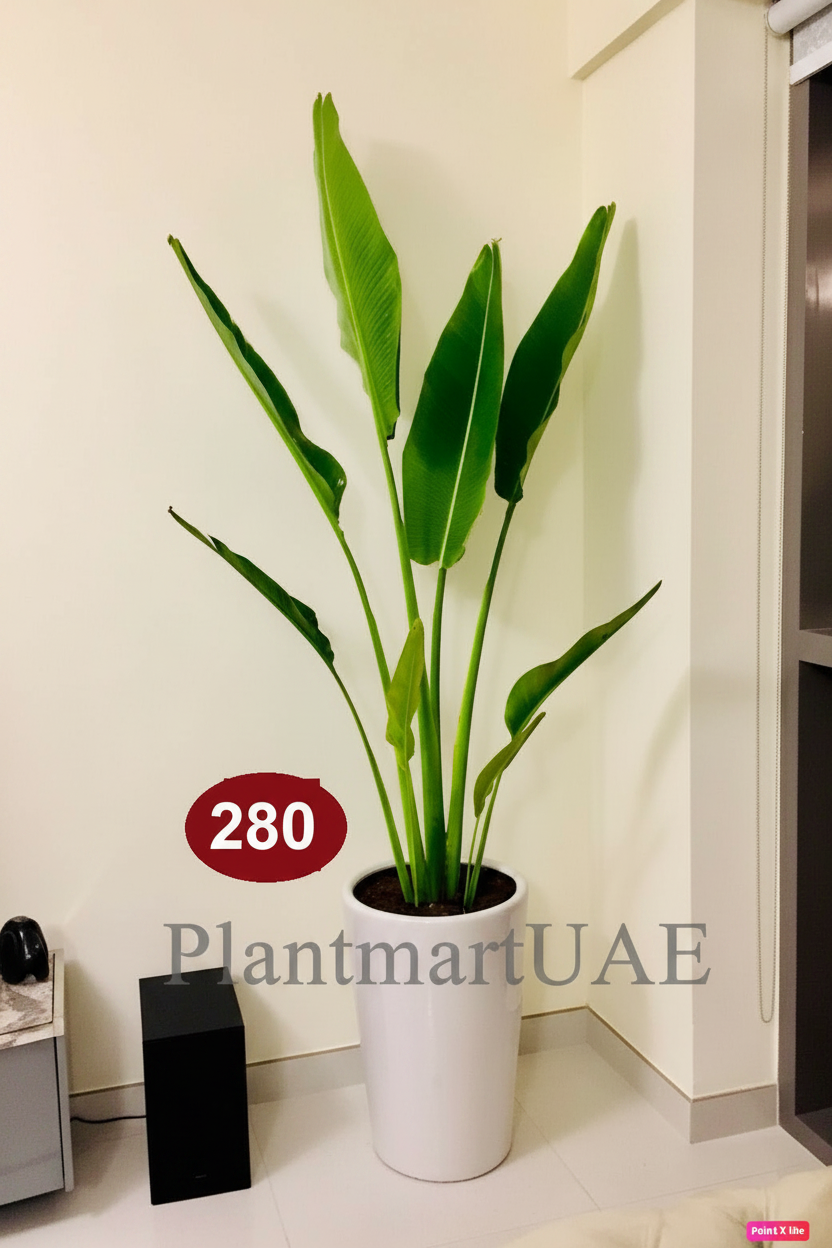 Travelers Palm Indoor Plant - Large 1.5mtr in Ceramic Pot