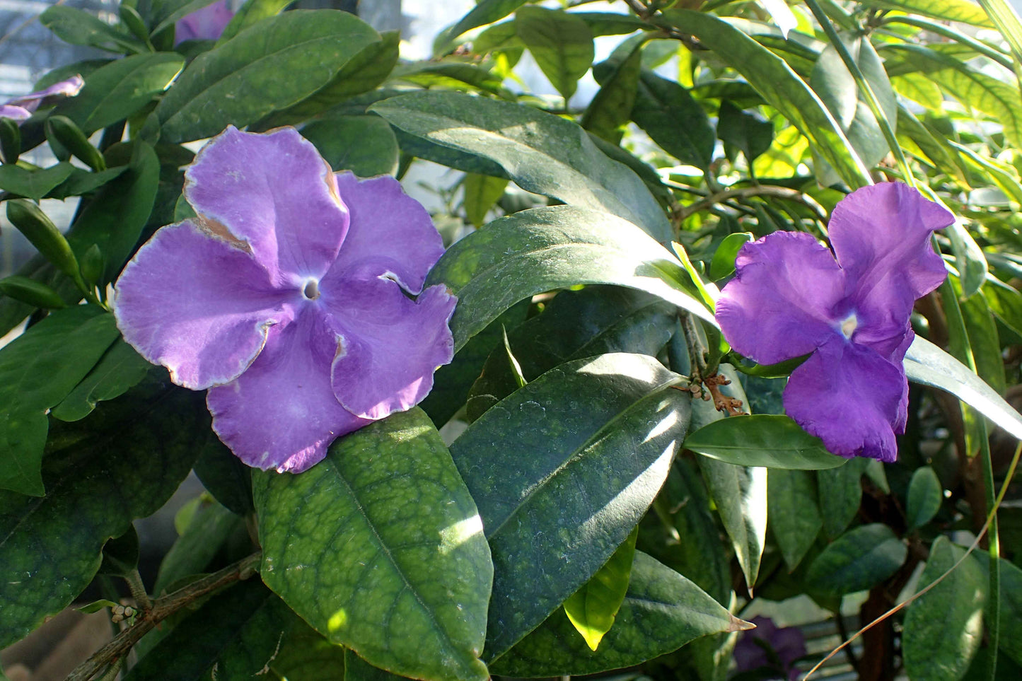 Yesterday Today and Tomorrow 60cm - 80cm | Outdoor plant | Best Online Plant Shop | PlantMartUAE.com