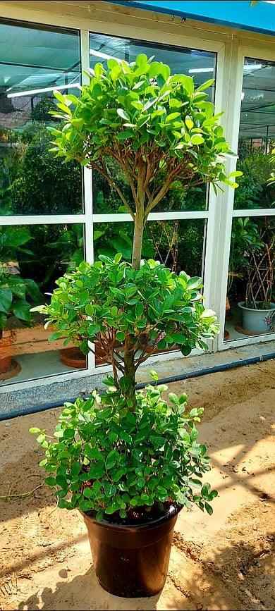 Ficus Panda Outdoor Plant 180cm-200cm - 3 Head/Tier for Stunning Outdoor Decor
